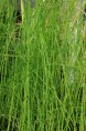 EQUISETUM fluviatile