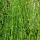 EQUISETUM fluviatile