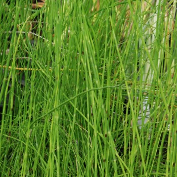 EQUISETUM fluviatile