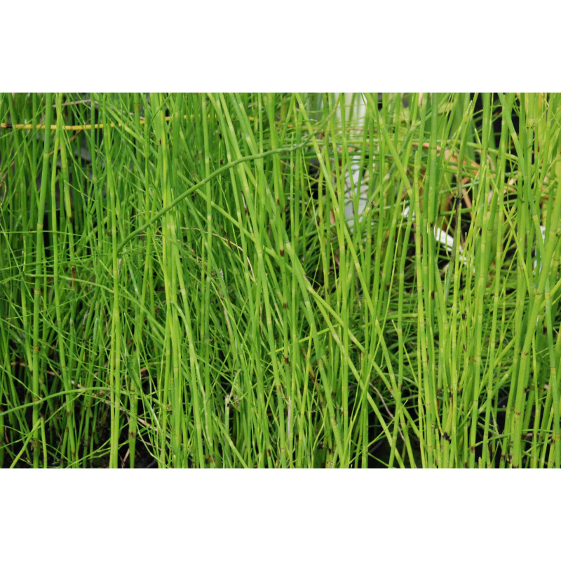 EQUISETUM fluviatile