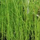 EQUISETUM fluviatile