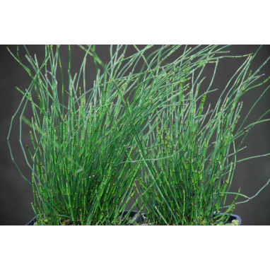 EQUISETUM scirpoides