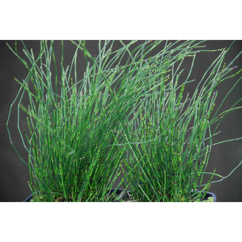 Equisetum scirpoides