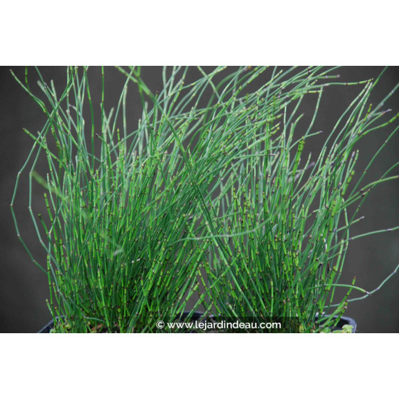 Equisetum scirpoides