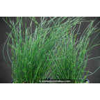Equisetum scirpoides Equisetum scirpoides