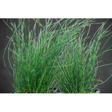 EQUISETUM scirpoides