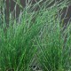 EQUISETUM scirpoides