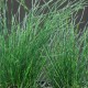 Equisetum scirpoides