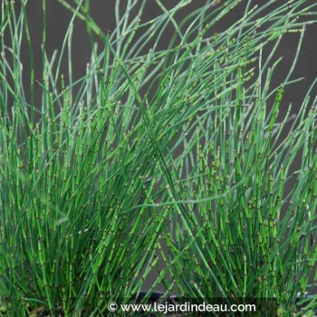 Equisetum scirpoides