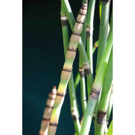 EQUISETUM hyemale var. robustum