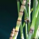 EQUISETUM hyemale var. robustum