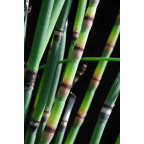 EQUISETUM hyemale var. robustum