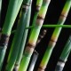 EQUISETUM hyemale var. robustum