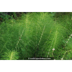 EQUISETUM telmateia