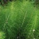 EQUISETUM telmateia