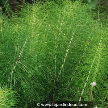 EQUISETUM telmateia