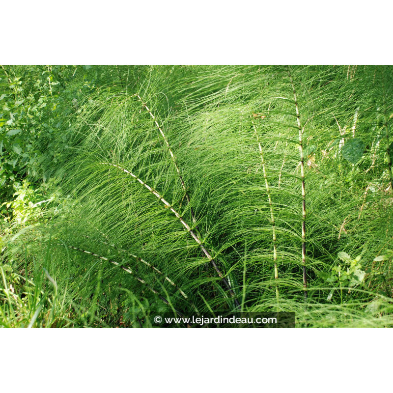 EQUISETUM telmateia
