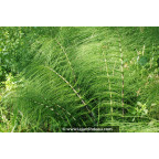 EQUISETUM telmateia