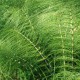 EQUISETUM telmateia