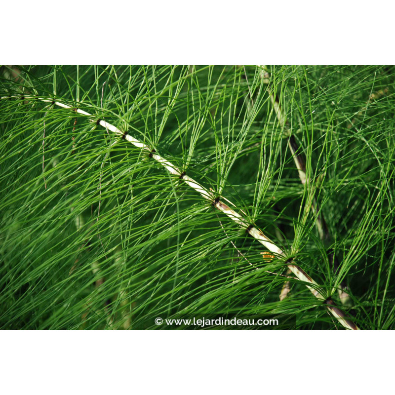 EQUISETUM telmateia