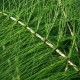 EQUISETUM telmateia