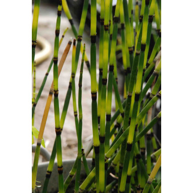 EQUISETUM \'Bandit\'