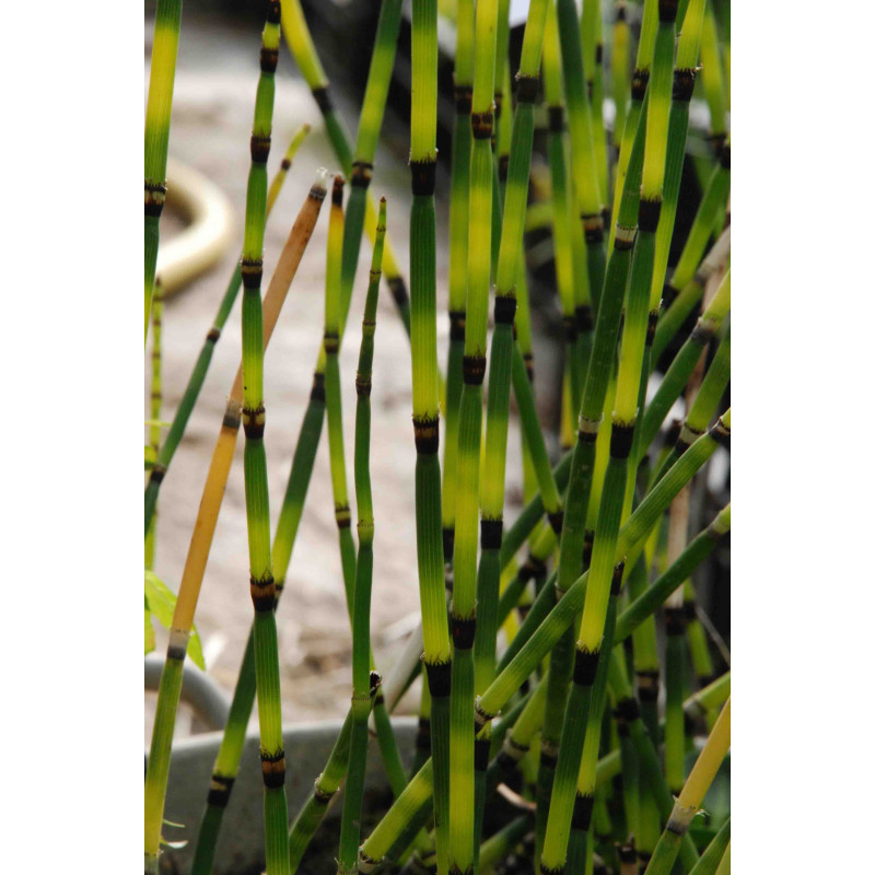 EQUISETUM 'Bandit',Pr&ecirc;le panach&eacute;e, pot&eacute;e humide, bassin - Le Jardin d'eau