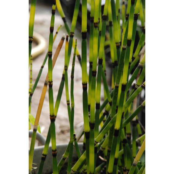 EQUISETUM 'Bandit',Pr&ecirc;le panach&eacute;e, pot&eacute;e humide, bassin - Le Jardin d'eau