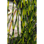 EQUISETUM 'Bandit',Pr&ecirc;le panach&eacute;e, pot&eacute;e humide, bassin - Le Jardin d'eau