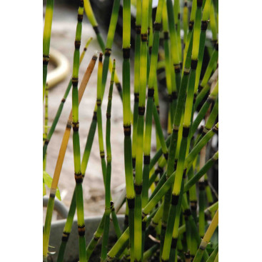 EQUISETUM \'Bandit\'