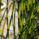 EQUISETUM 'Bandit'