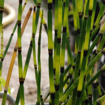 EQUISETUM &#039;Bandit&#039;