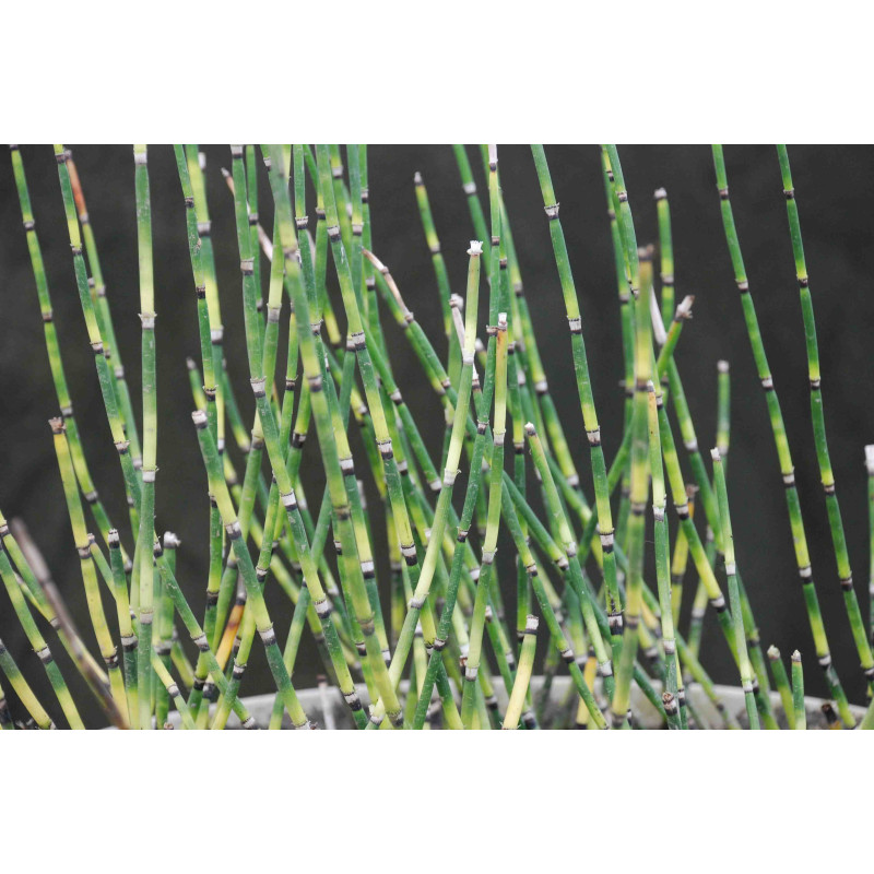EQUISETUM 'Bandit',Pr&ecirc;le panach&eacute;e, pot&eacute;e humide, bassin - Le Jardin d'eau