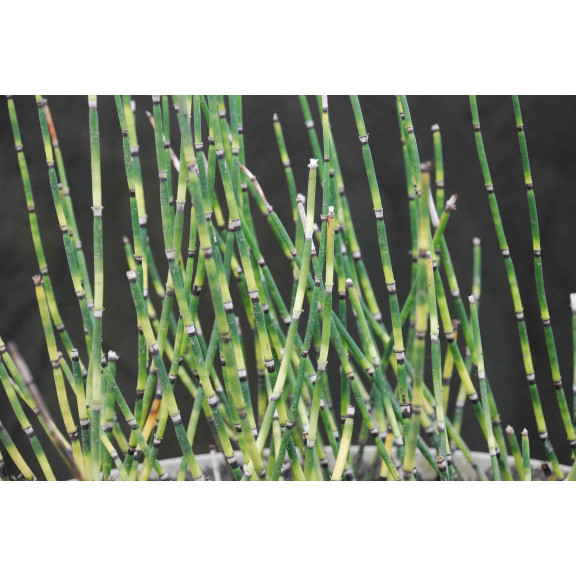 EQUISETUM 'Bandit',Pr&ecirc;le panach&eacute;e, pot&eacute;e humide, bassin - Le Jardin d'eau