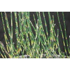 EQUISETUM 'Bandit',Pr&ecirc;le panach&eacute;e, pot&eacute;e humide, bassin - Le Jardin d'eau