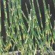 EQUISETUM 'Bandit'