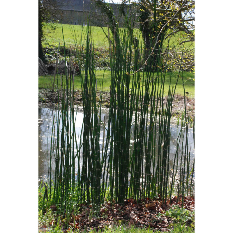 EQUISETUM camtschatcense