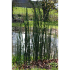 EQUISETUM camtschatcense