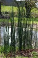 EQUISETUM camtschatcense
