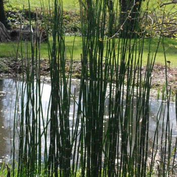 EQUISETUM camtschatcense