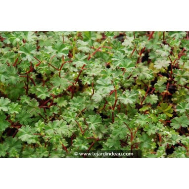 ALCHEMILLA ellenbeckii