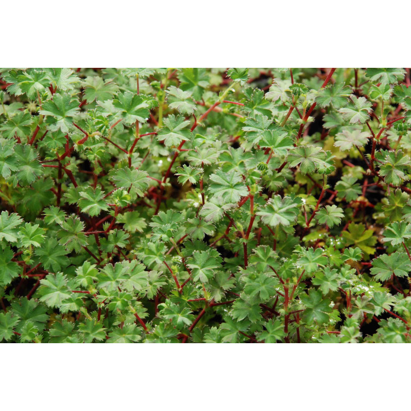 ALCHEMILLA ellenbeckii