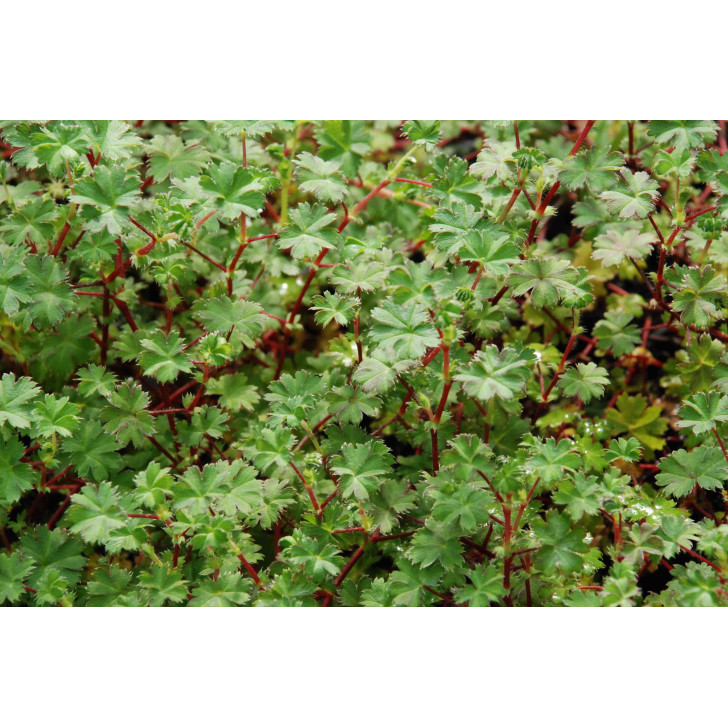 ALCHEMILLA ellenbeckii