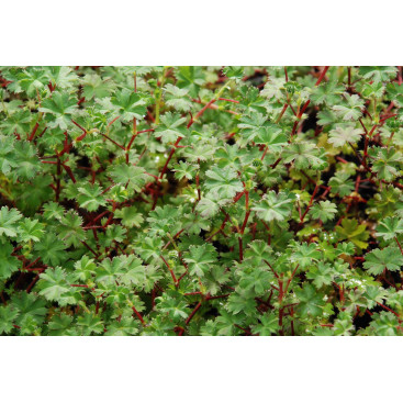 ALCHEMILLA ellenbeckii