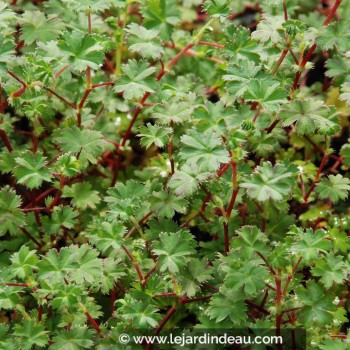 ALCHEMILLA ellenbeckii