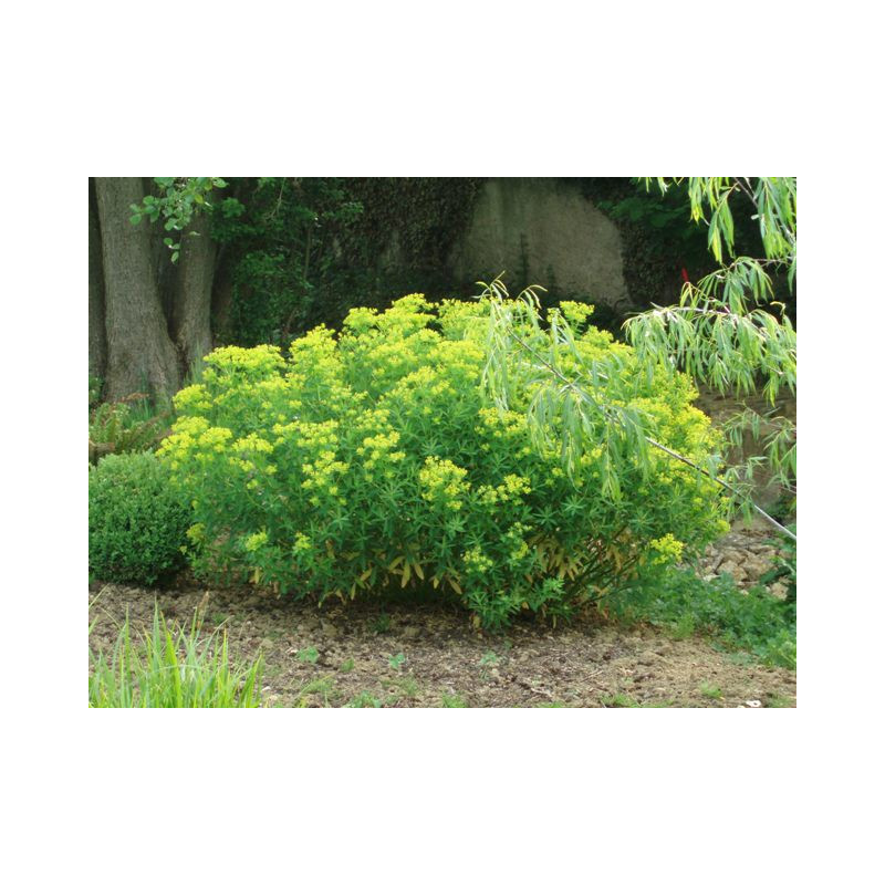 EUPHORBIA palustris