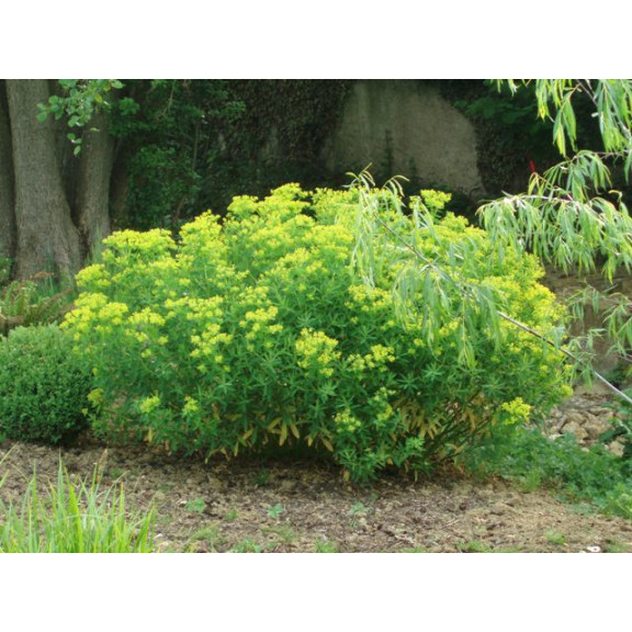 EUPHORBIA palustris