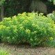 EUPHORBIA palustris