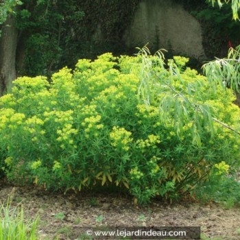 EUPHORBIA palustris