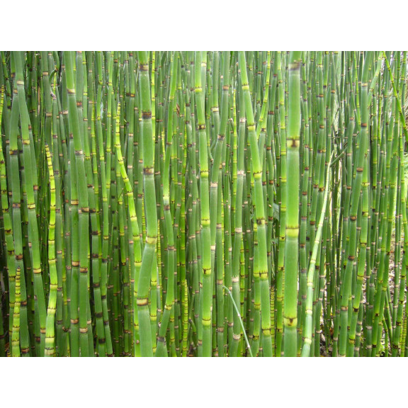 EQUISETUM camtschatcense